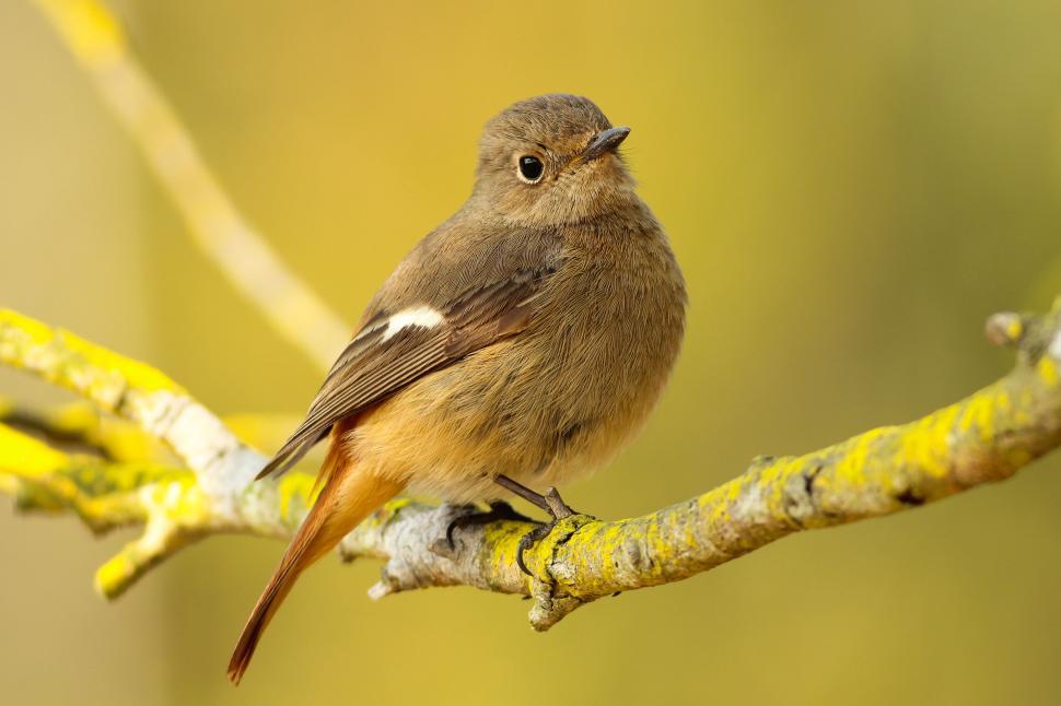 Free Image of Small Bird Perched on Tree Branch 