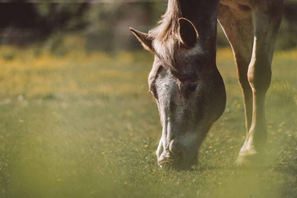 Free Image of Horse Grazing on Grass in Field 