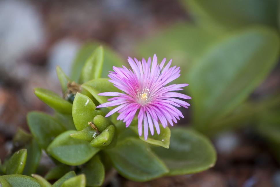 Free Image of Small Pink Flower on Green Plant 