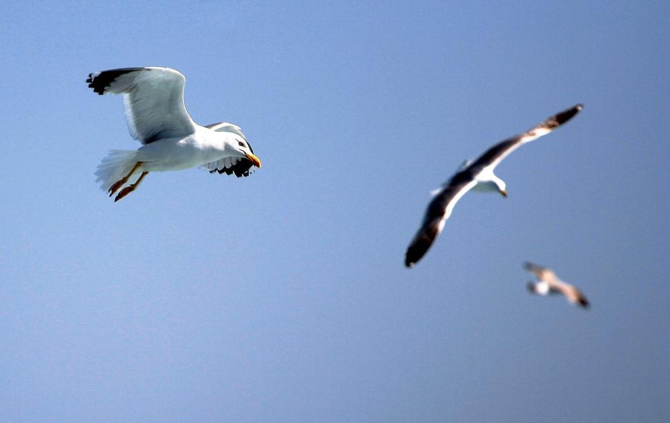 Free Image of Seagulls 