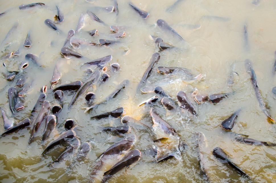 Free Image of Fish in murky river 