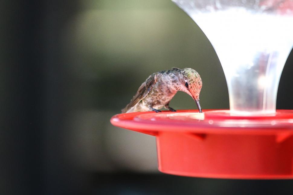 Free Image of Hummingbird on feeder 