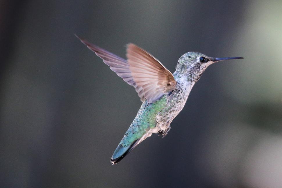 Free Image of Hummingbird hovering in flight 