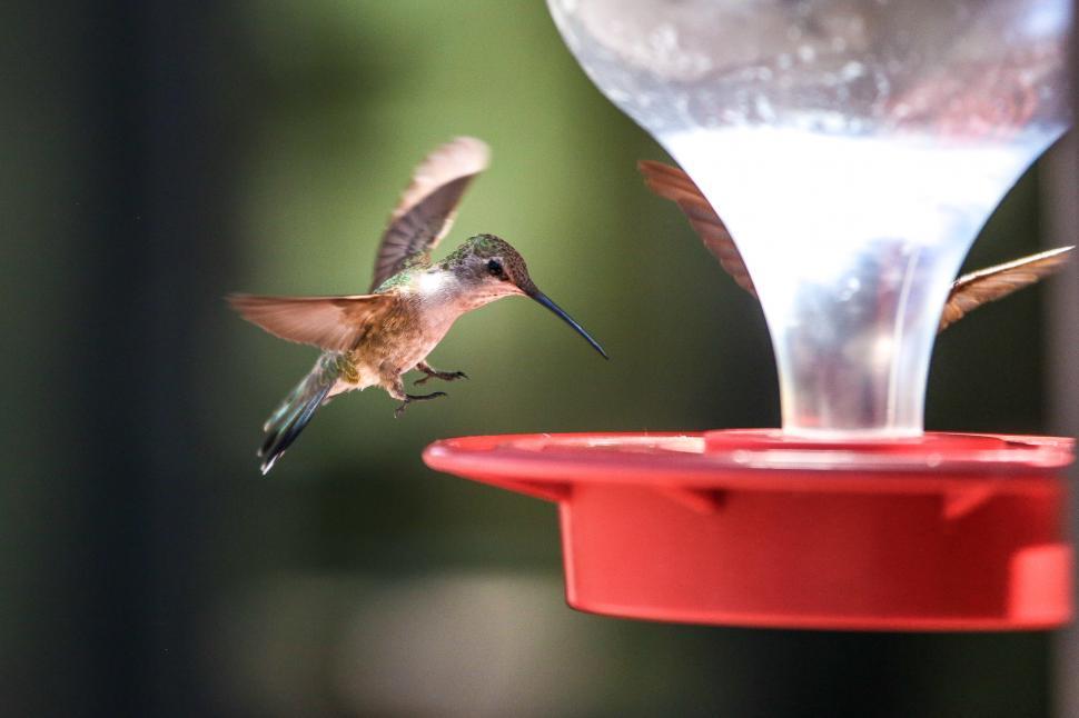 Free Image of Coming in for a landing on a feeder 