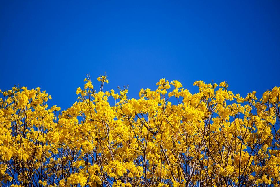 Free Image of Tree With Yellow Flowers Against Blue Sky 