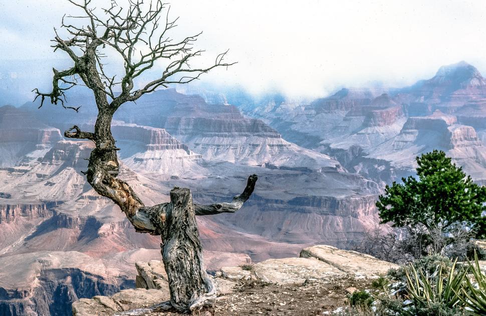 Free Image of Grand Canyon Tree 