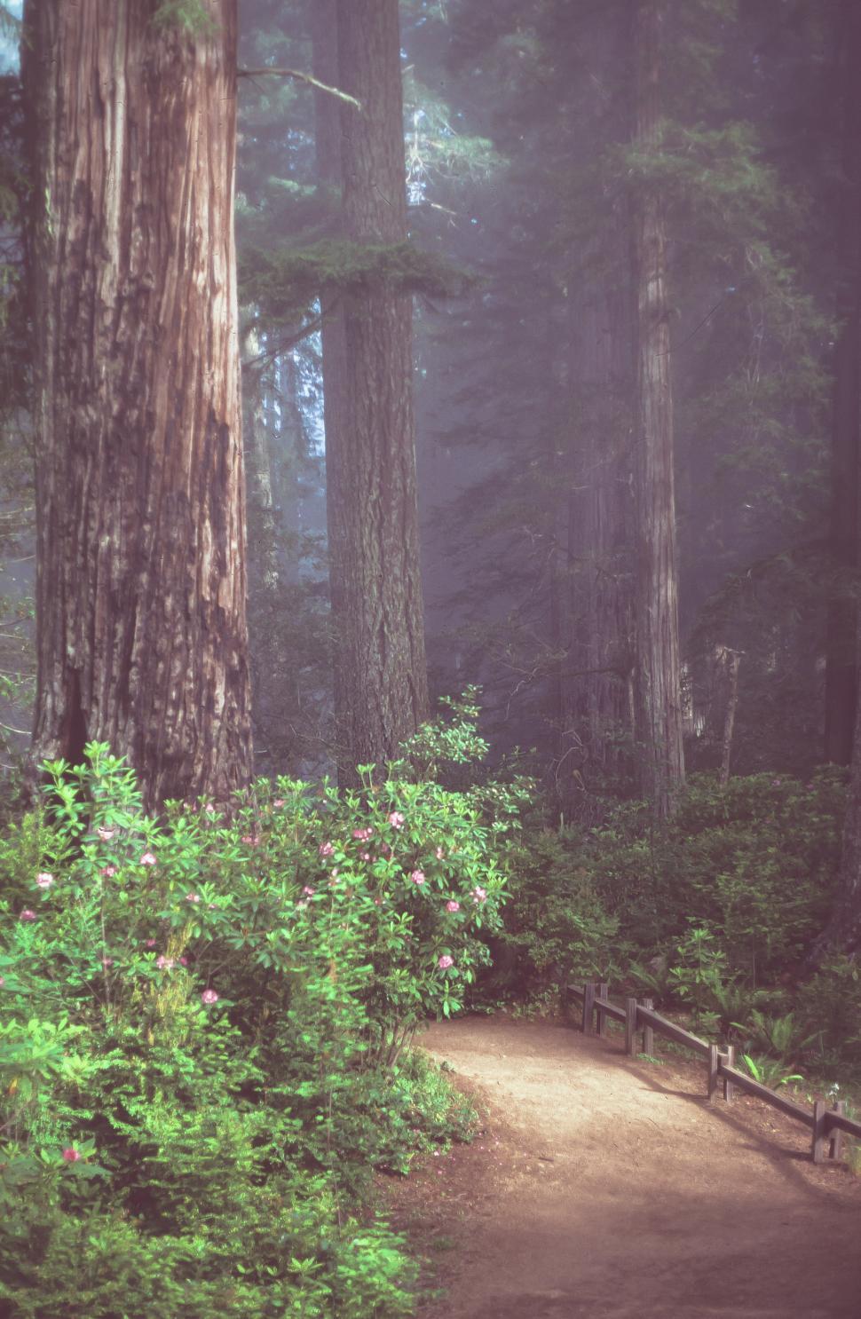 Free Image of Pathway in redwoods 