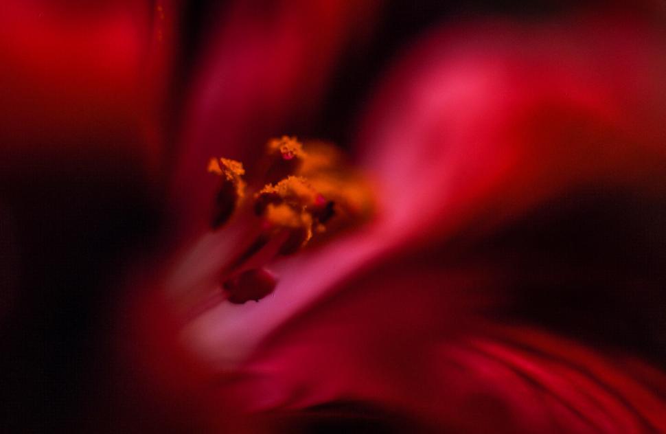 Free Image of Flower pistil abstract 