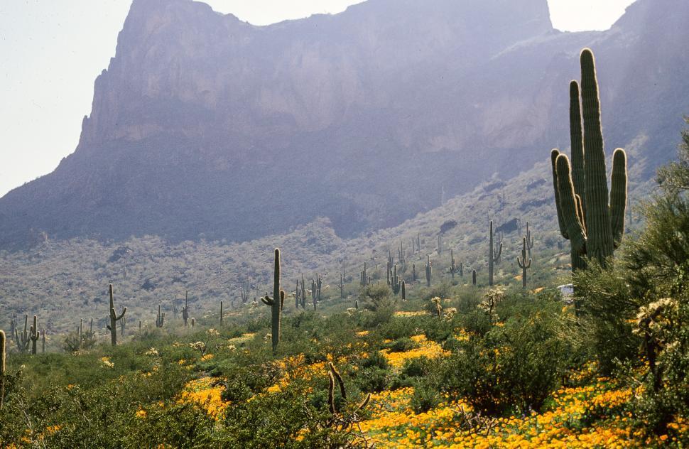 Free Image of Yellow Flowers of Saguaro Cactus 