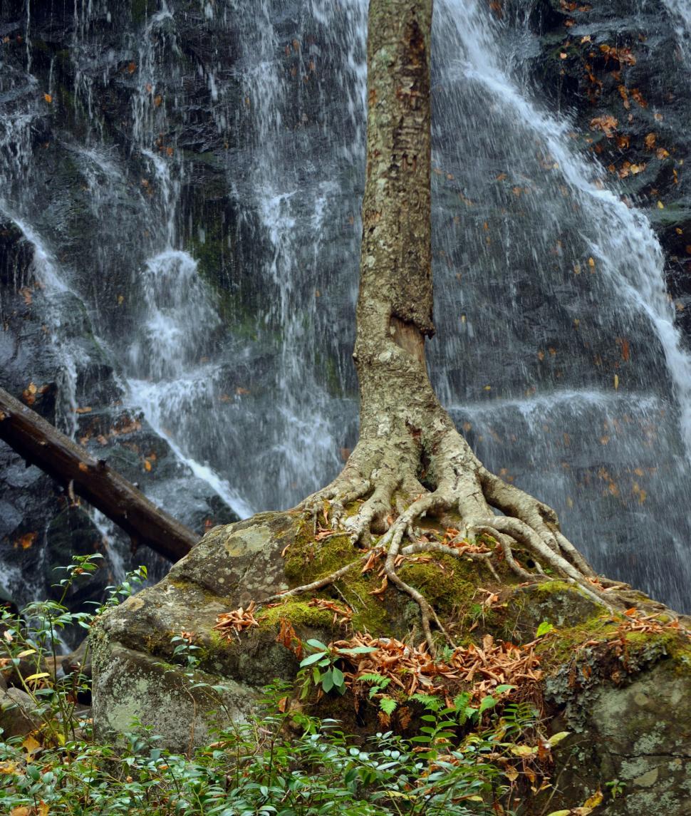 Free Image of Tree with background waterfall 