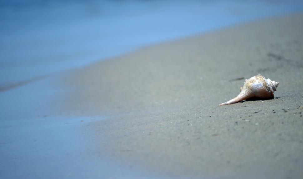 Free Image of Isolated seashell 