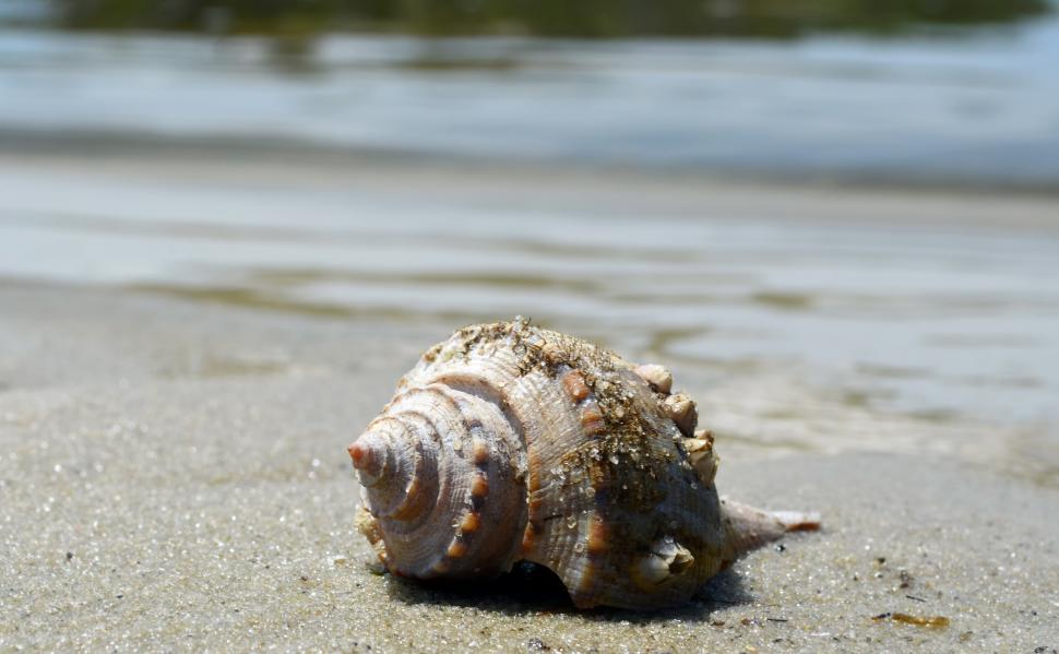 Free Image of Seashell on the beach 