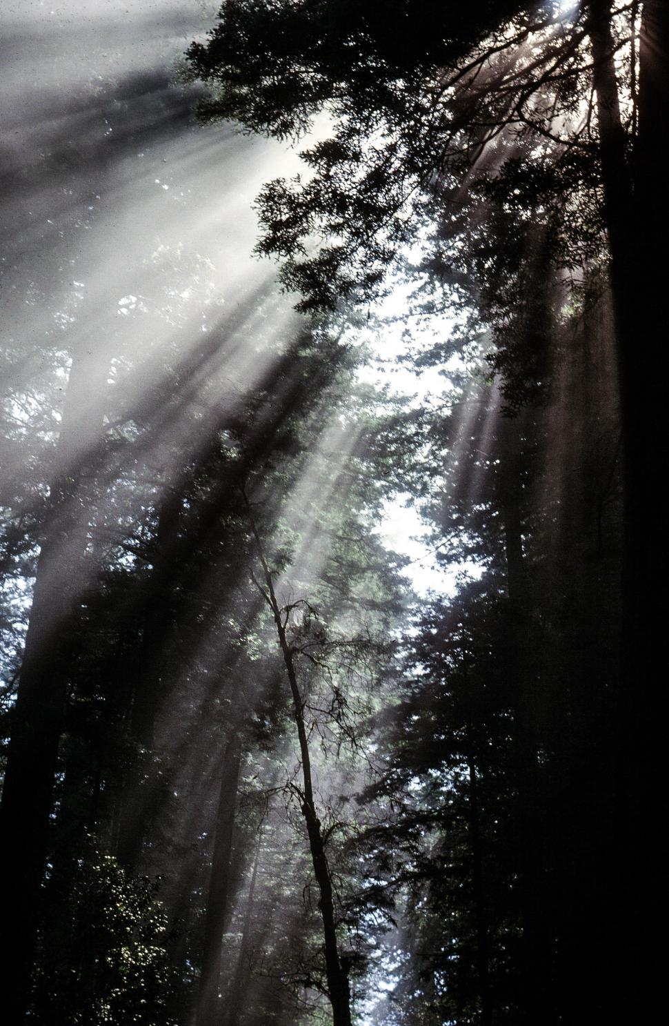 Free Image of Sunbeams in forest 
