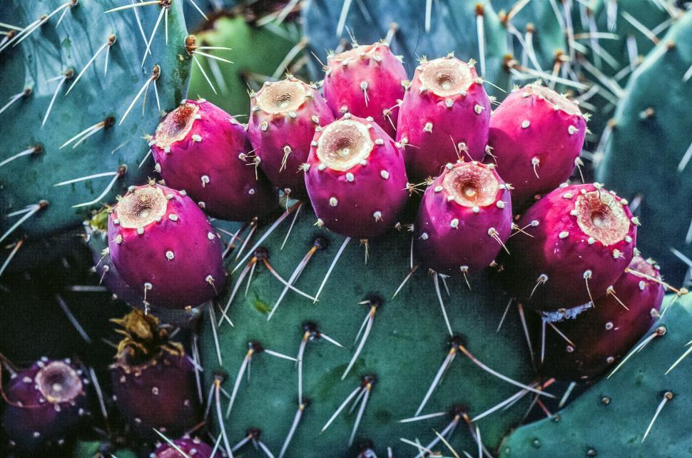 Free Image of Habitus of an Opuntia with fruit 
