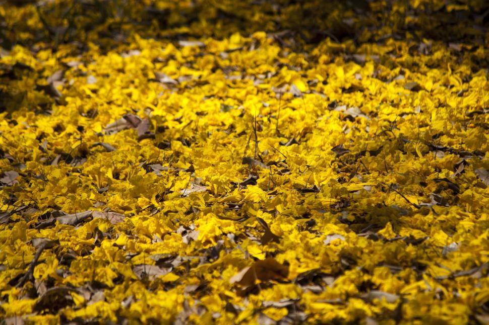 Free Image of Fallen Yellow Flowers Covering Ground 
