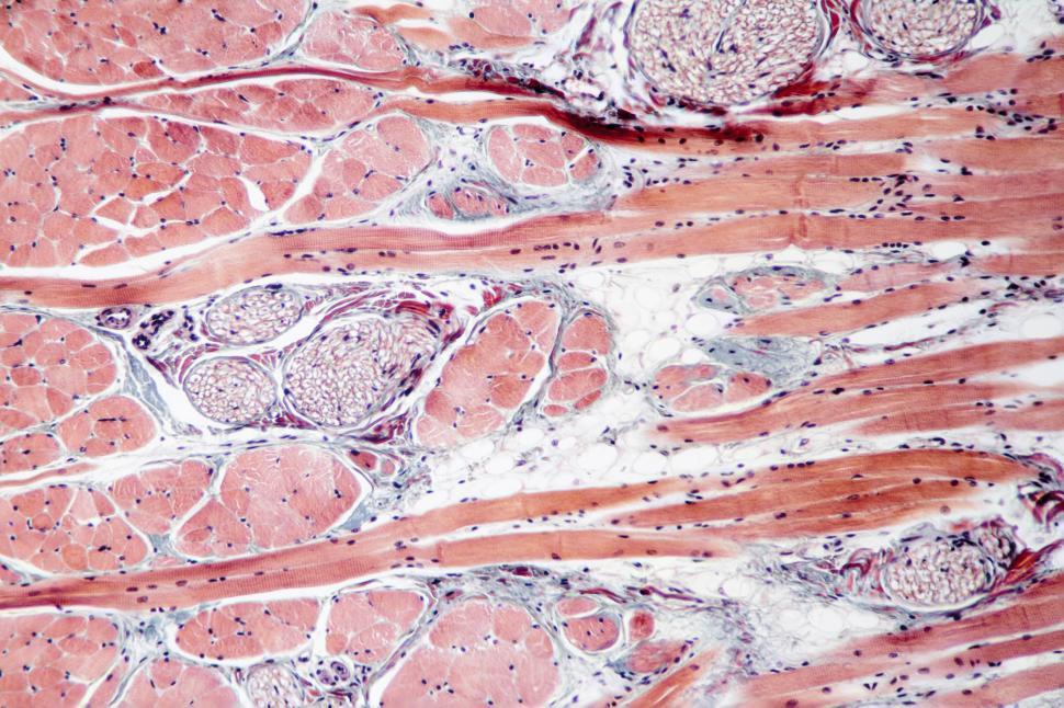 Free Image of Muscle tissue 