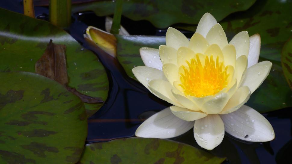 Free Image of Wet Water Lily Flower 