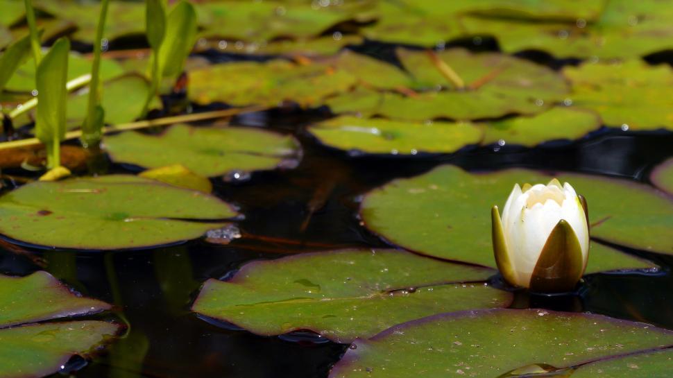 Free Image of Water Lily Flower Bud 