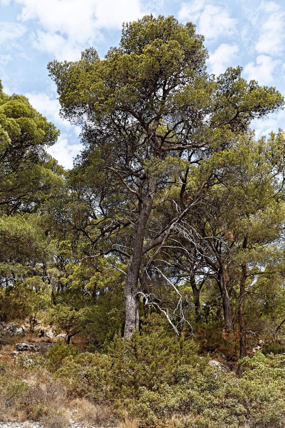 Free Image of Mature Pine tree  