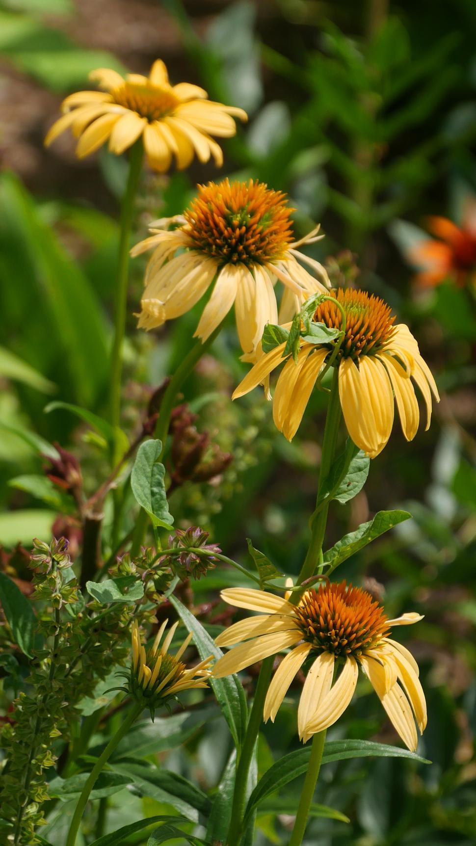 Free Image of Group of Yellow Coneflower Flowers 