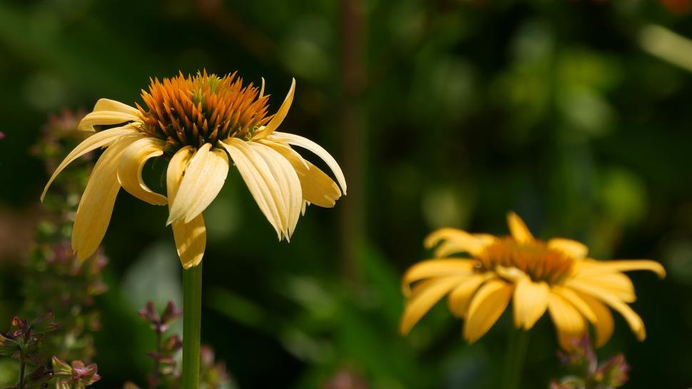Free Image of Two Yellow Coneflowers 