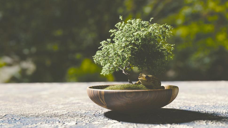 Free Image of Small Bonsai Tree in Bowl on Table 