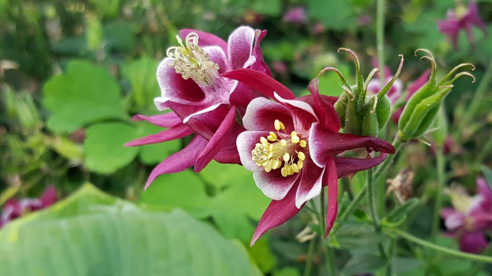 Free Image of Two Red Columbine Flowers 