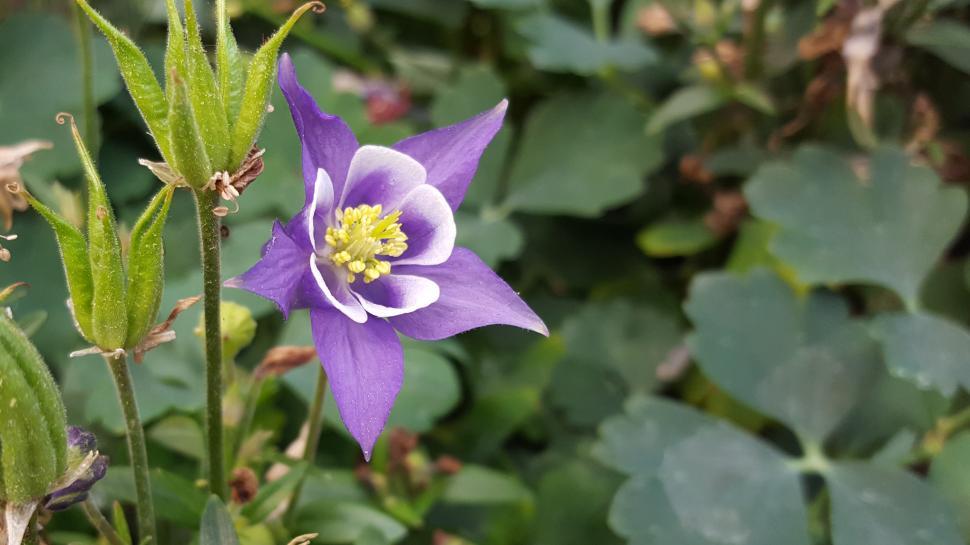 Free Image of Columbine Flower - Full Bloom 