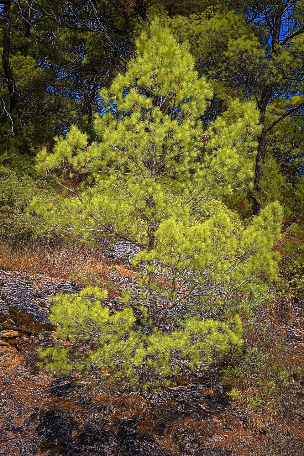 Free Image of Small pine tree  