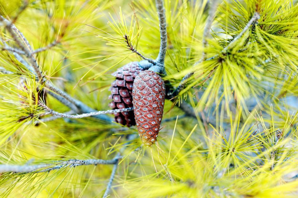 Free Image of Pinus halepensis  