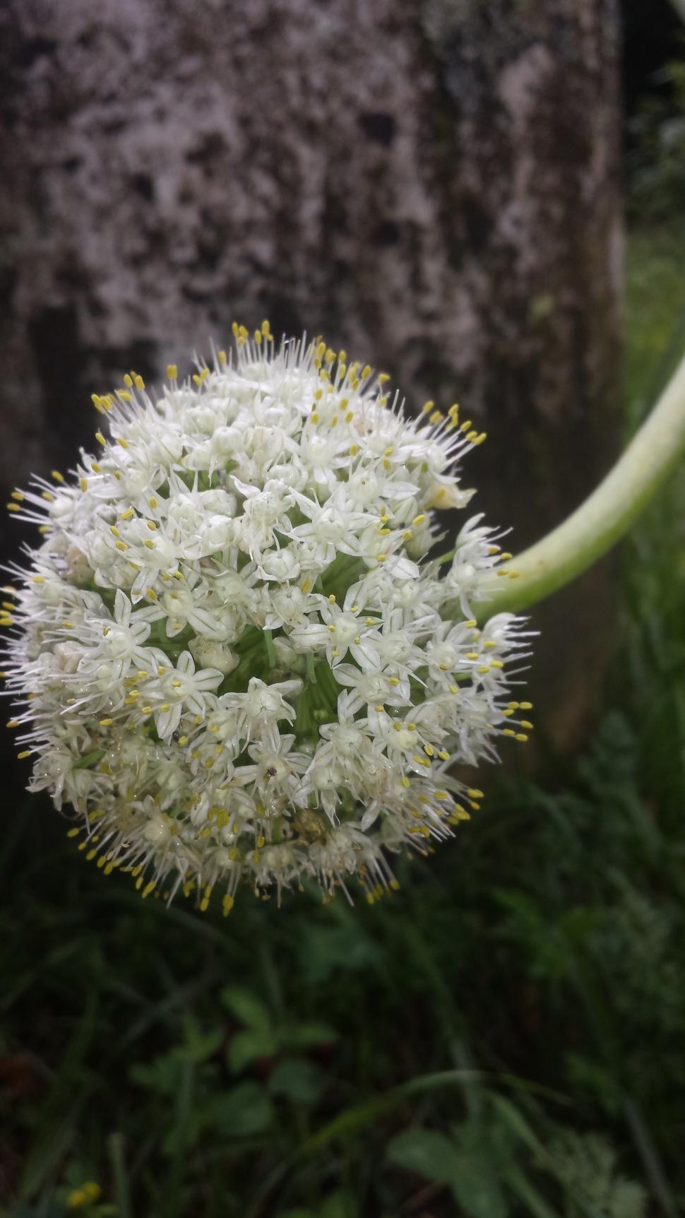Free Image of Garlic plant bloom 
