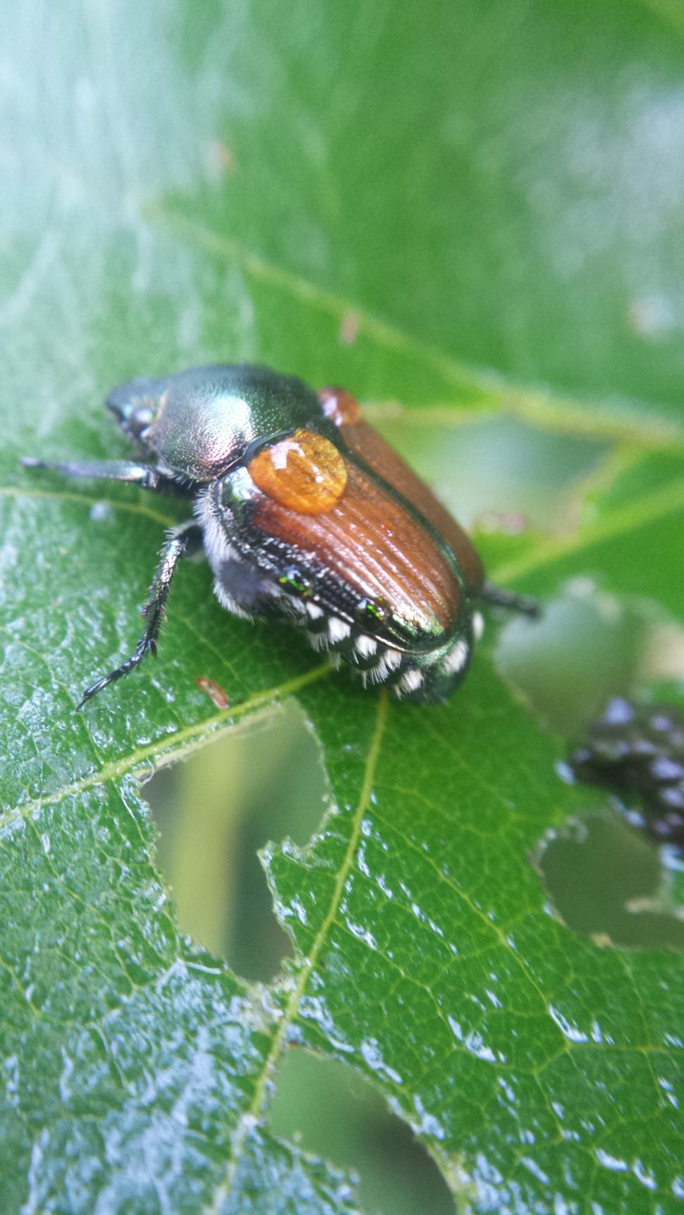 Free Image of Macro Beetle  