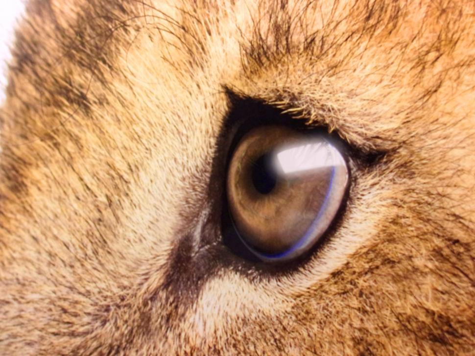 Free Image of Lion s Sad Eyes - Close-Up 