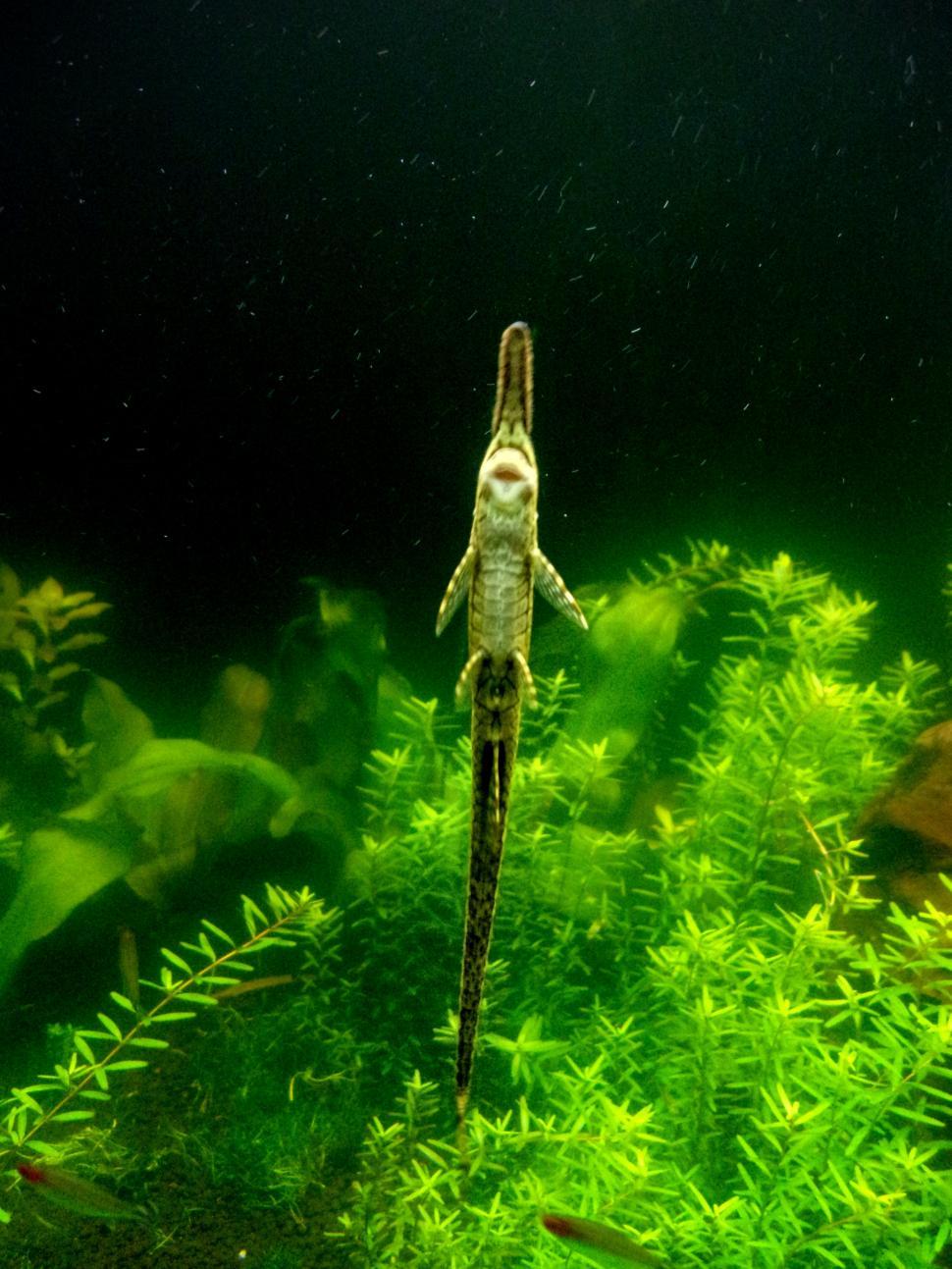 Free Image of Twig Catfish in Aquarium 