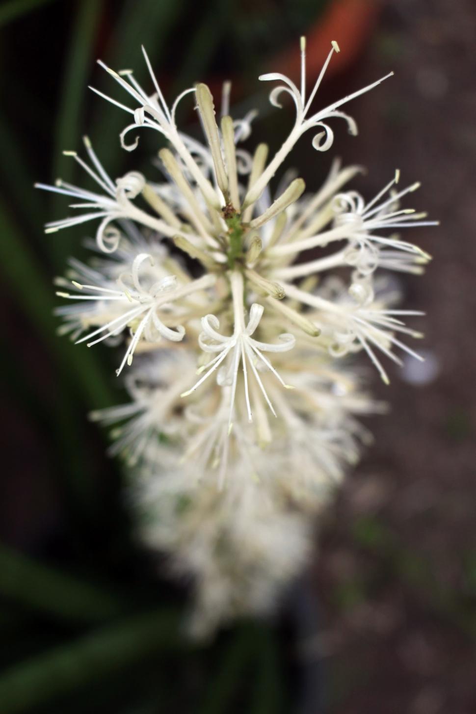 Free Image of Unusual white tropical flower  