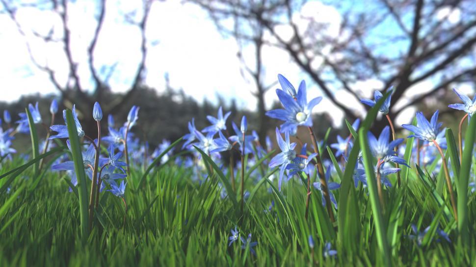 Free Image of Blue Flowers Blossoming in the Grass 
