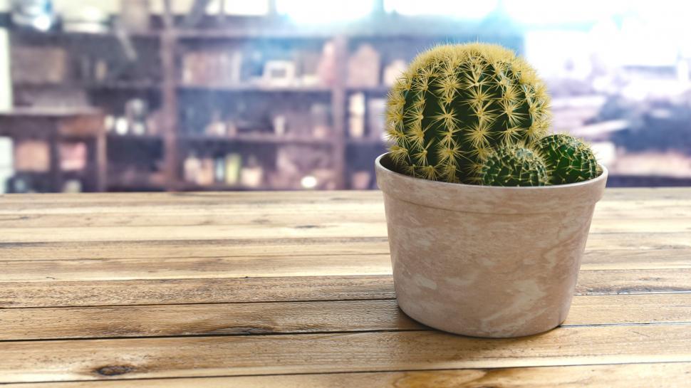 Free Image of Cactus Pot 