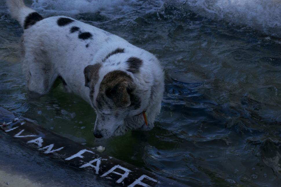 Free Image of Dog In Fountain  