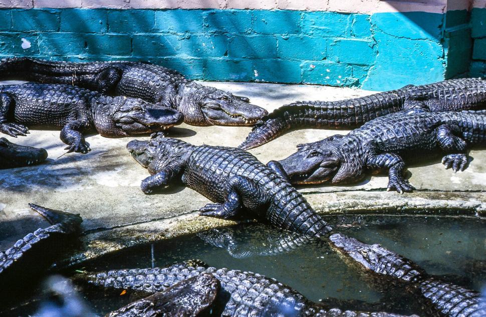 Free Image of Alligator Farm 