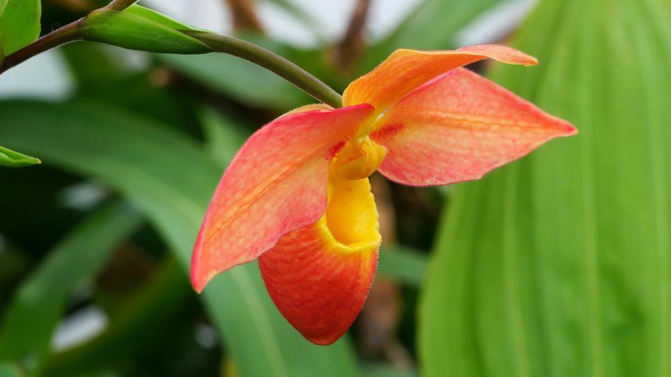 Free Image of Phragmipedium Orchid Close up 