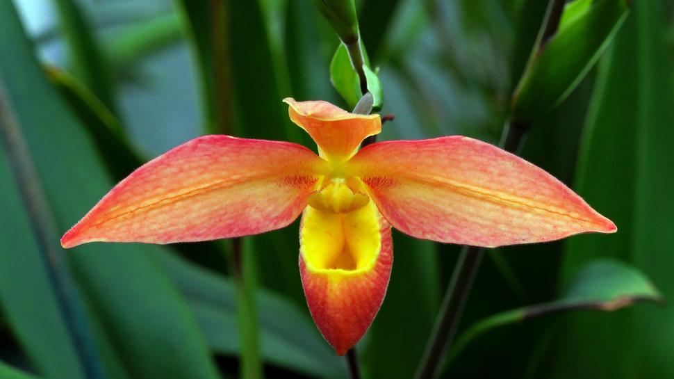 Free Image of Phragmipedium Orchid 