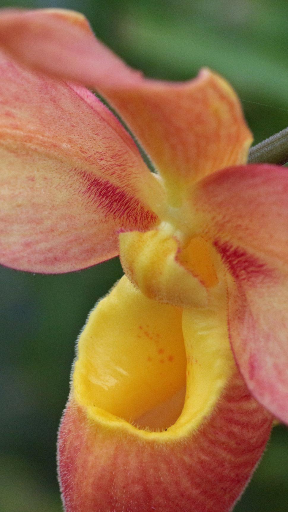 Free Image of Phragmipedium Orchid Detail 