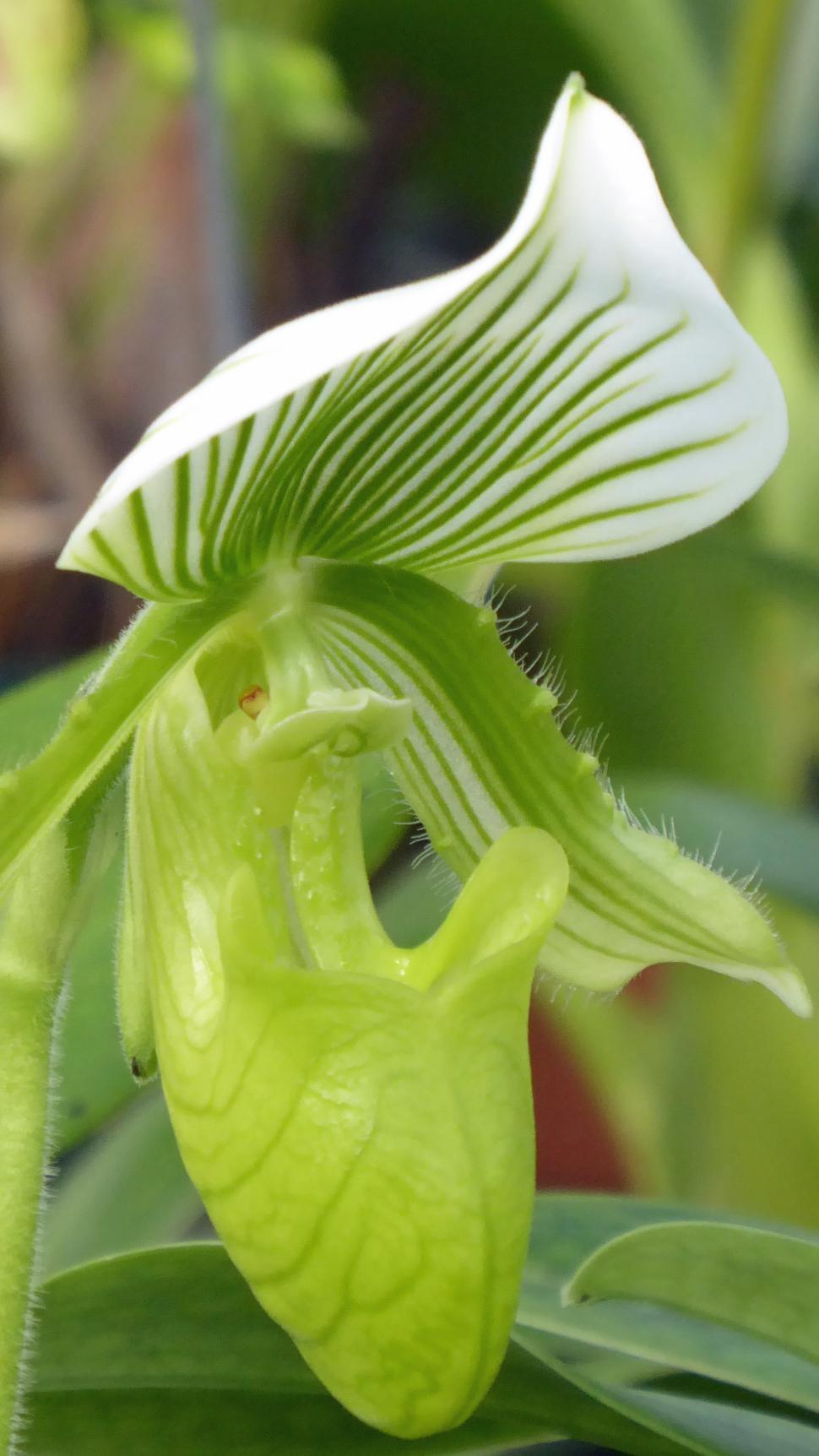 Free Image of Paphiopedilum collosum Green Lady Slipper Orchid 