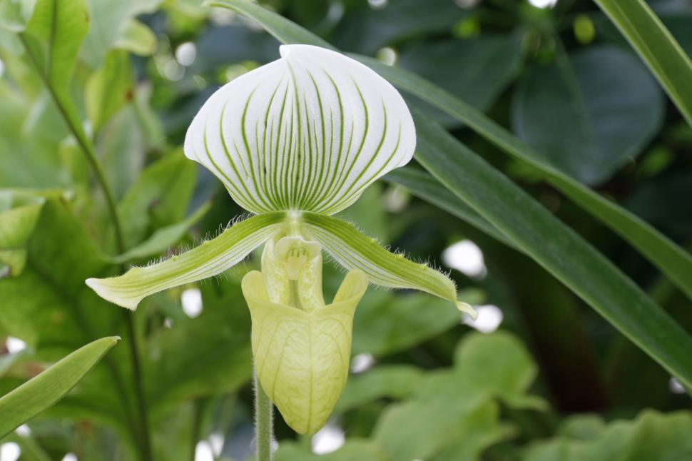 Free Image of Green Lady Slipper Orchid in Garden 