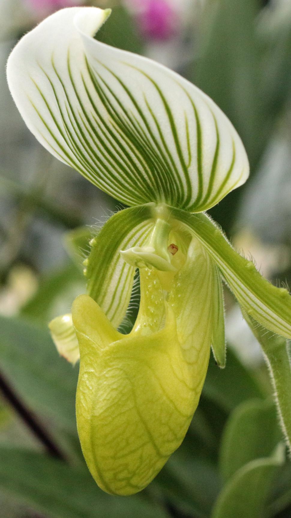 Free Image of Bloom of Green Lady Slipper Orchid 