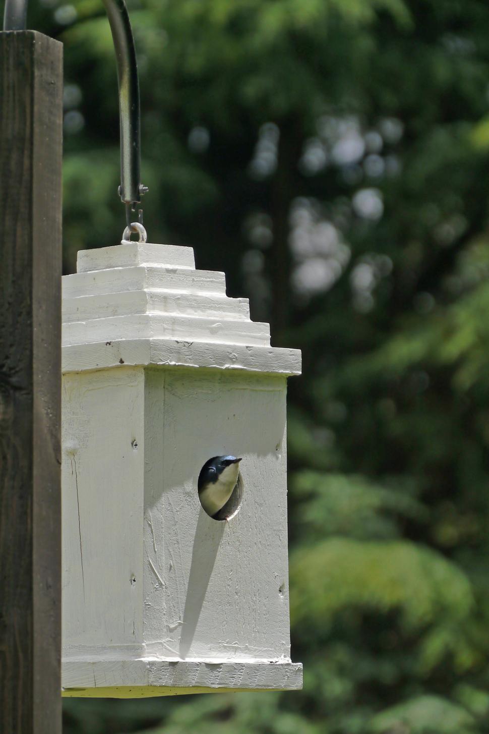 Free Image of Bird Peeking from Birdhouse 