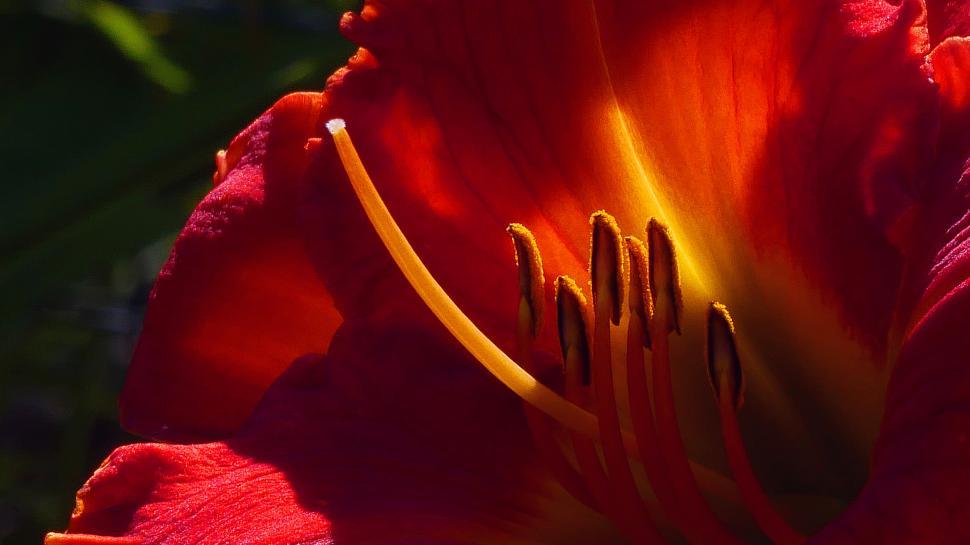 Free Image of Day Lily Flower Parts Macro 