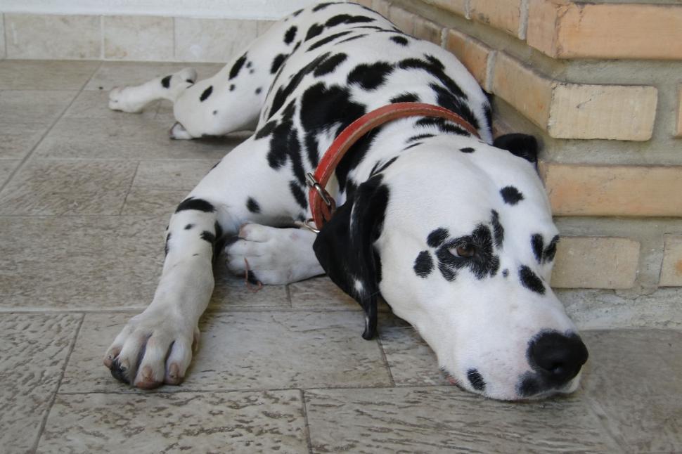 Free Image of Dalmatian Laying down 