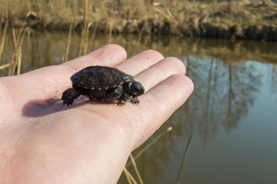 Free Image of Little turtle in the palm of a person  