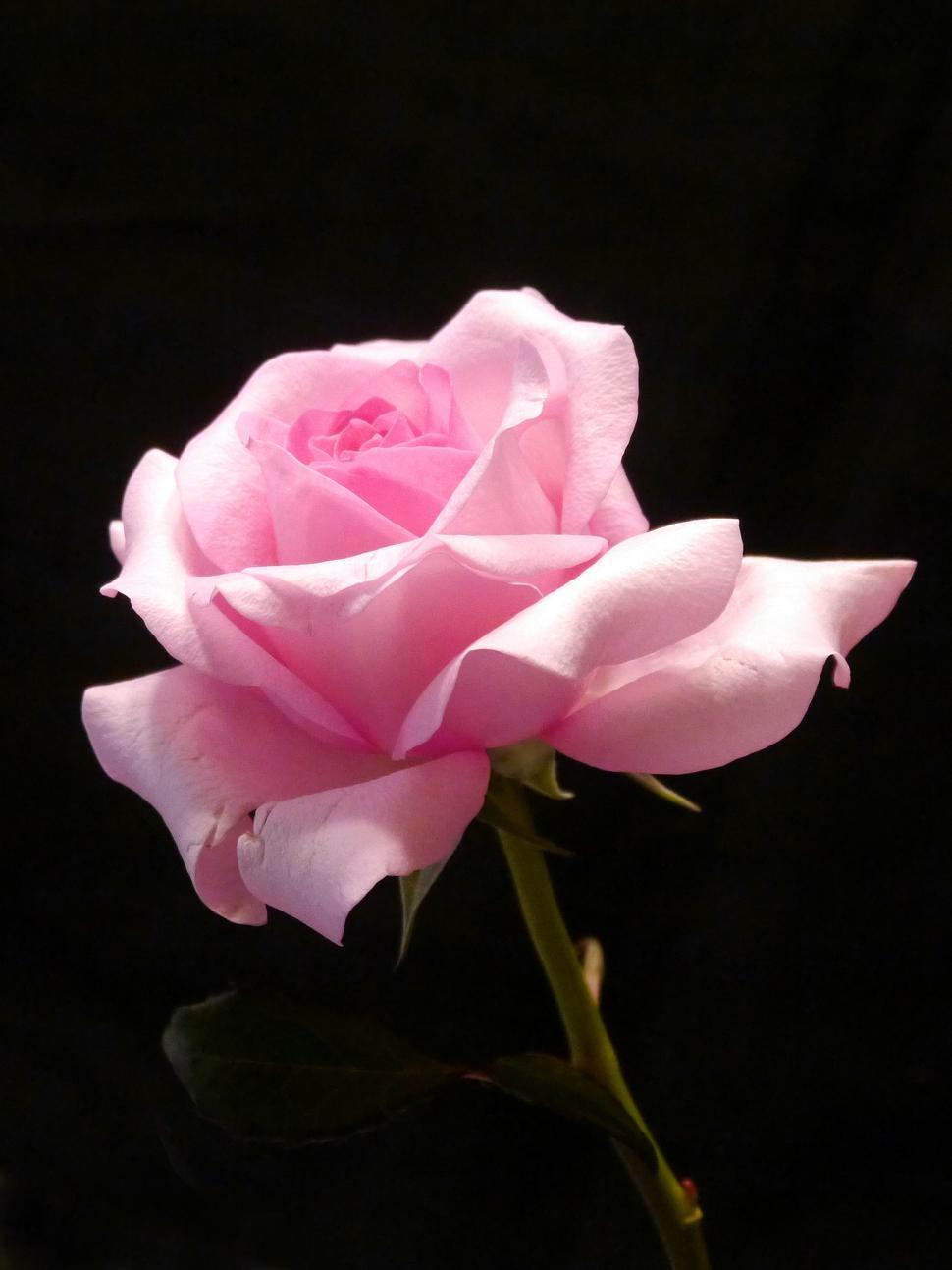 Free Image of Pink Rose 
